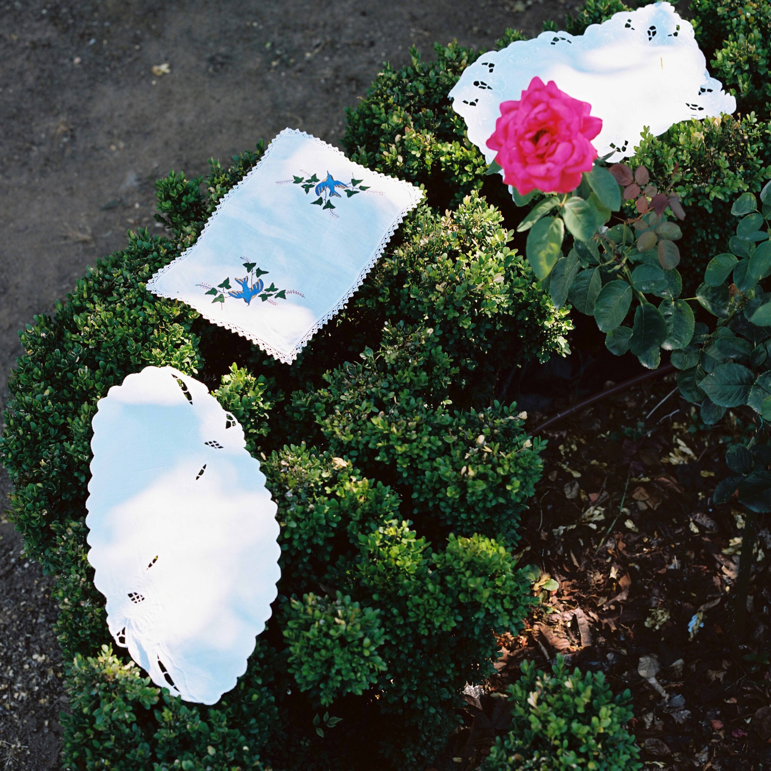 11009 EDITORIAL ROSES